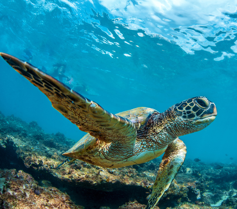 A-turtle-sitting-at-corals-under-water-surface