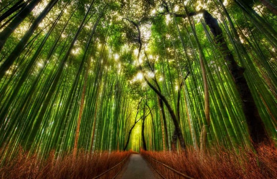 Bamboo Forest