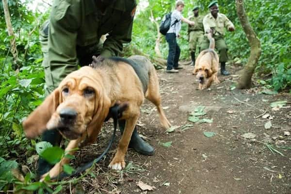 Congo hounds