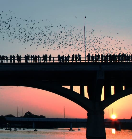 Congress Avenue Bridge bats in Austin