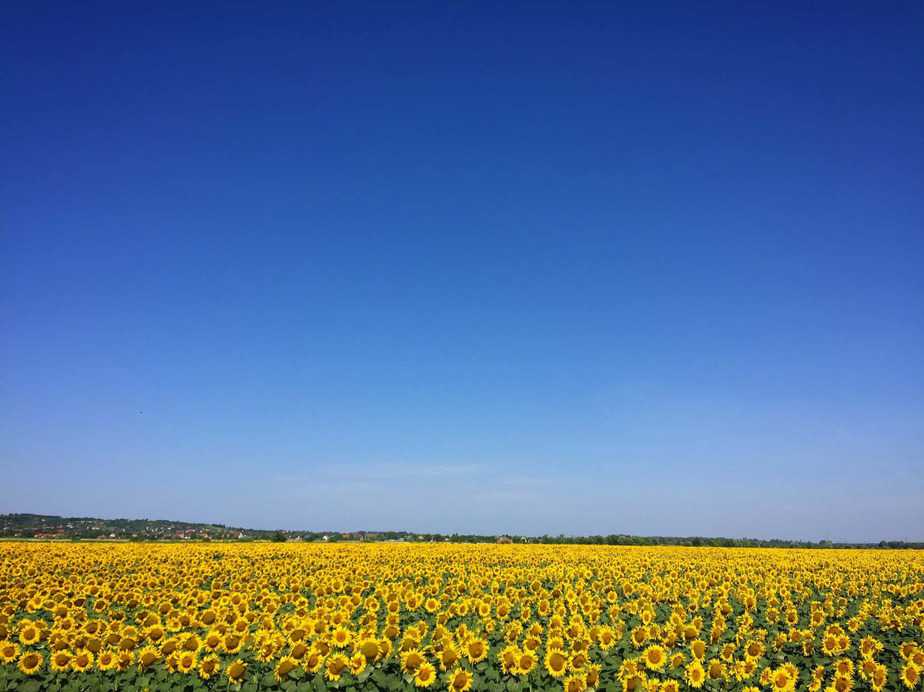 Grinter sunflowers