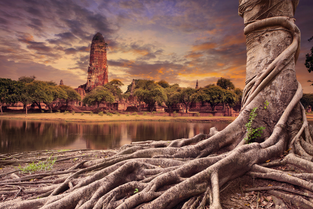 big-root-of-banyan-tree