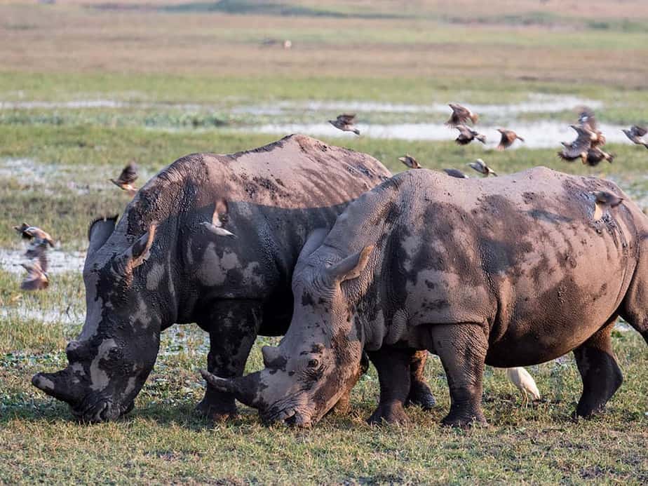 Rhinos along the African safari