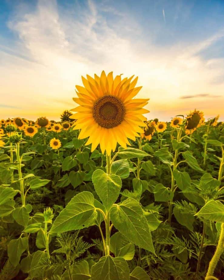 Sunflower at sunrise