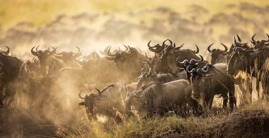 The great migration in Africa