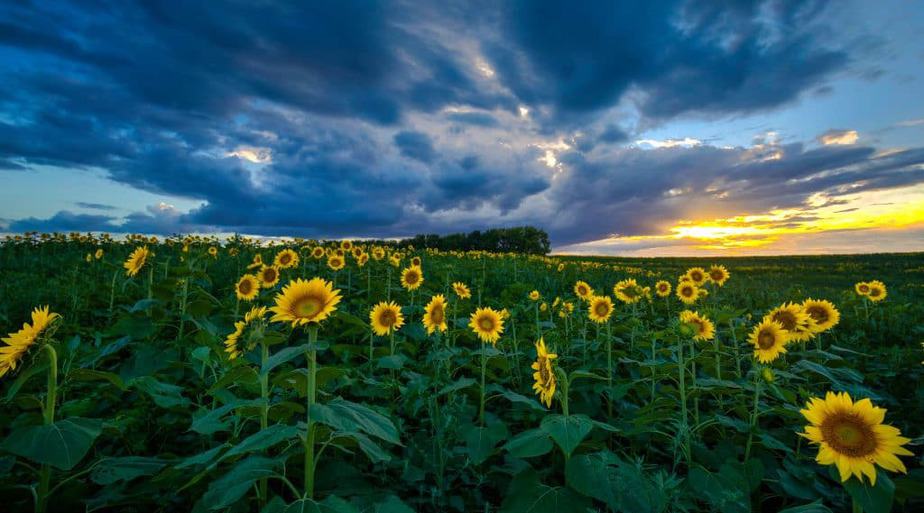 Sunflower farm, best off-the-beaten-path places to go