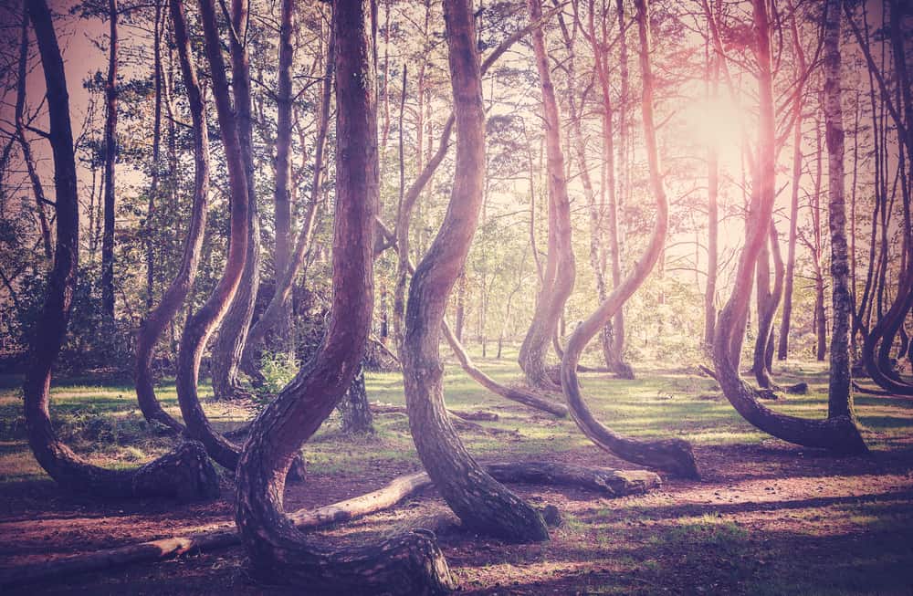 The Crooked Forest - Poland