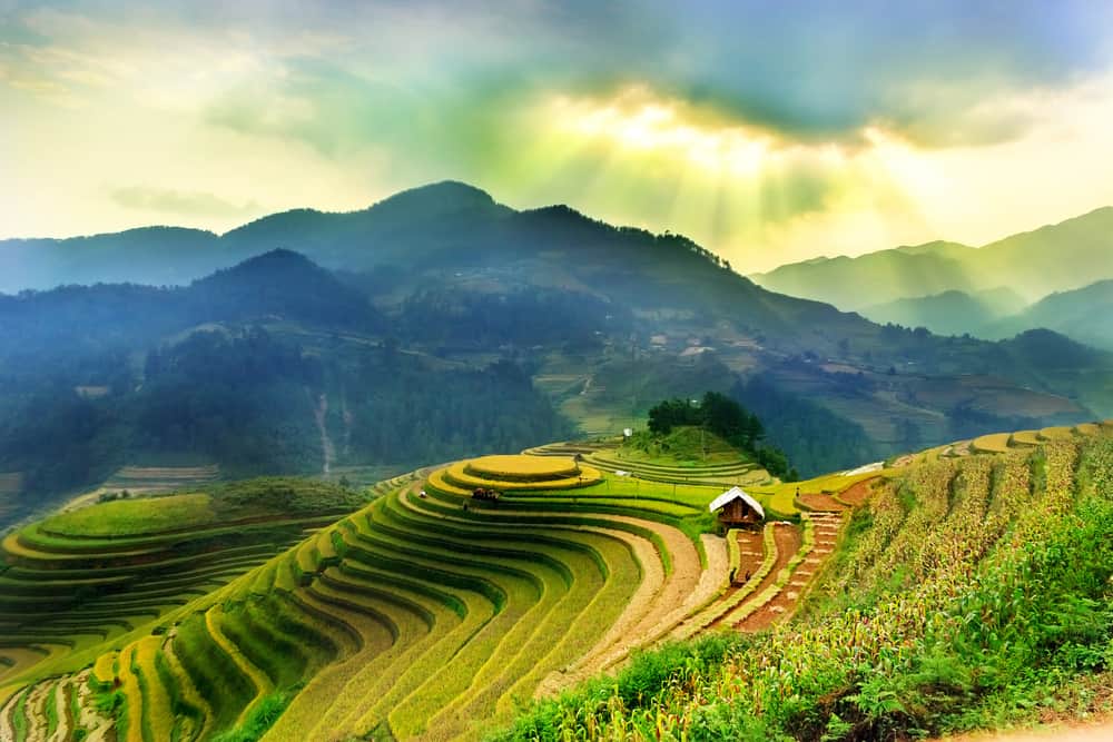 Vietnam terrace rice fields