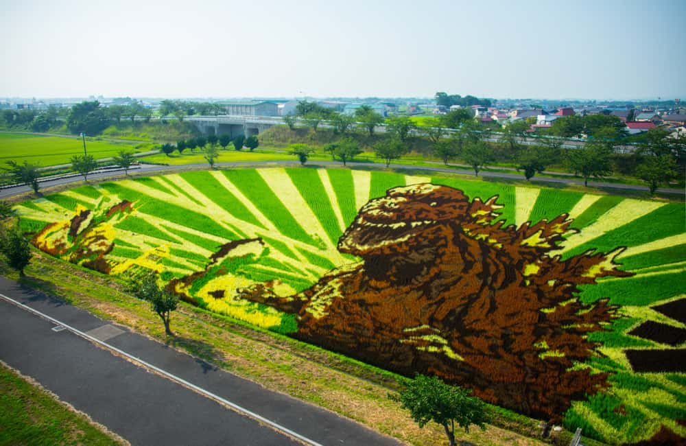 Crop art made from rice fields