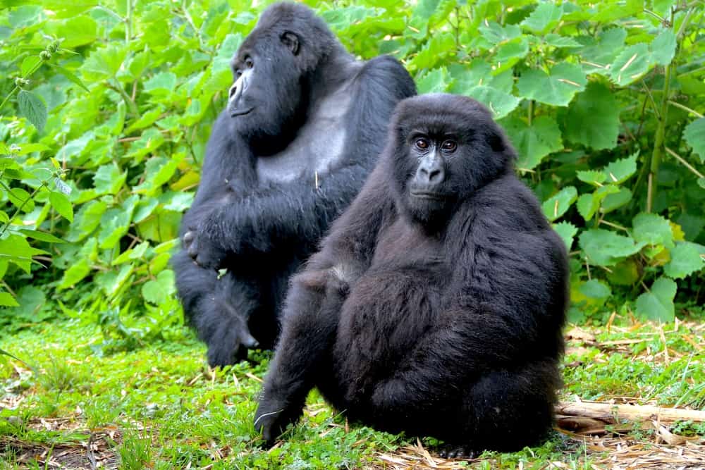 2 Gorillas photographed from a gorilla trek excursion