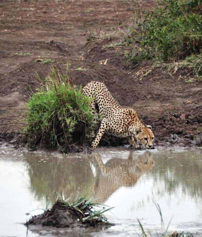 Watering hole, Africa