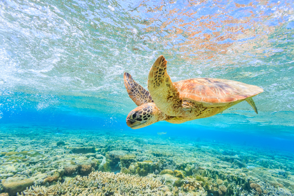 turtle swimming in crystal clear waters